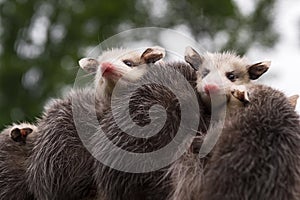 Two Virginia Opossum Joeys Didelphis virginiana Look Out Over Backs of Siblings Summer