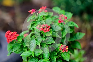 Two vivid pink red flowers of verbenas or lantanas plant, in a garden pot, in a sunny summer day beautiful outdoor floral