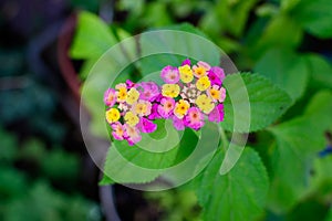 Two vivid pink red and yellow flowers of shrub verbenas or lantanas plant, in a garden pot, in a sunny summer day beautiful