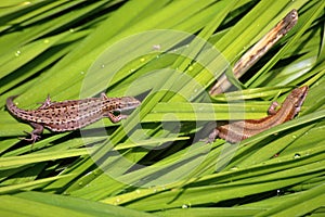 Two viviparous lizard spend time together under  in the summer sun