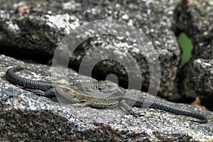 Two viviparous lizards