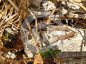 Two viviparous lizards sit on an old dry log and bask in the sun