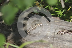 Two viviparous lizards sit on an old dry log and bask in the sun. Polymorphism of lizard coloration