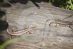 Two viviparous lizards sit on an old dry log and bask in the sun. Polymorphism of lizard coloration