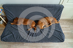 Two Vizsla dogs sleep on couch, top view. Pet friends lying on sofa waiting for owner to come home