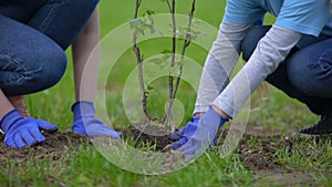 Two volunteers planting tree together, environmental project participation