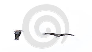 Two vultures in the air on a white background