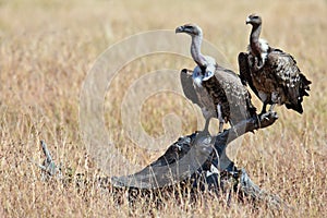 Two vultures sits on the snag