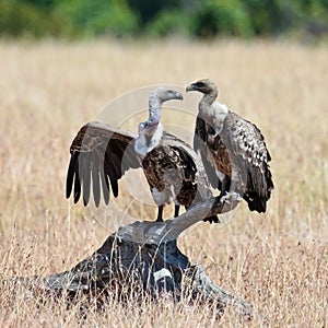 Two vultures sits on the snag