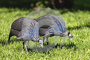 Two vulturine guineafowls walking on the green grass