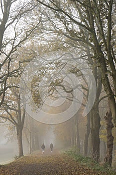 Two walkers and Autumn trees in fog in Bitts Park Carlisle, Cumbria