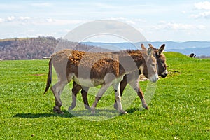 Two Walking Donkeys photo