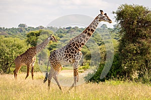 Two walking giraffes in Africa