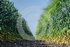 Two walls of perfectly smooth and similar plants of wheat and barley, like two armies, one opposite the other against the blue sky