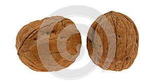 Two walnuts isolated on a white background side view