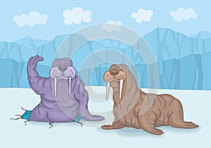 Two walruses on ice