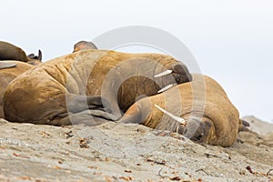 Two walruses odobenus rosmarus sleeping in harmony, sandy beac