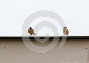 two warblers.white background photo