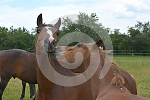 Two warmblood horses, playing together. Bay and chestnut