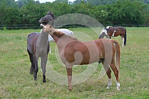 Two warmblood horses, playing together. Bay and chestnut
