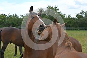 Two warmblood horses, playing together. Bay and chestnut