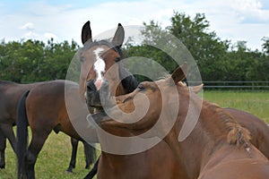 Two warmblood horses, playing together. Bay and chestnut