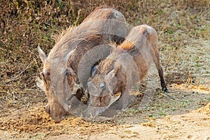 Two warthog Phacochoerus africanus digging in the ground, South Africa