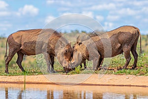 Two warthog  Phacochoerus Africanus facing each other, bumping their heads, fighting, Welgevonden Game Reserve, South Africa.
