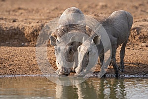 Two warthog piglets while having a drink.