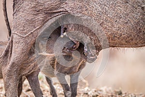 Two Warthog piglets suckling.