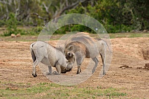 Two Warthog