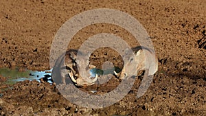 Two warthogs drinking at a muddy waterhole, Mokala National Park, South Africa