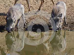 Two warthogs drinking water from a waterhole facing the camera with a buck`s legs visible in the background