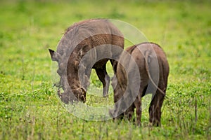 Two warthogs eating grass opposite each other