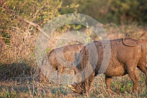 Two warthogs grazing