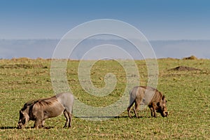 Two warthogs grazing in masai mara