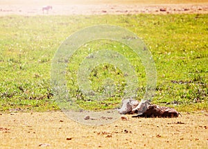 Two warthogs lay on ground in Kenya national park photo