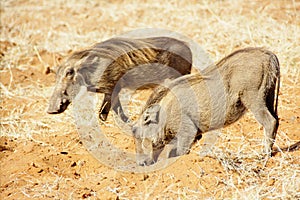 Two Warthogs in Red Sand