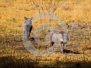 Two warthogs