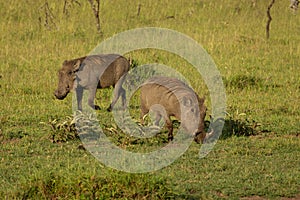 Two warthogs on the savannah