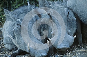 Two Warthogs side by side close-up