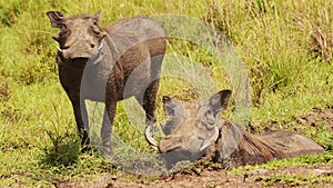 Two warthogs wallowing in shallow puddle of mud in the african Masai Mara savannah, African Wildlife