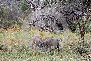 Two warthogs in wild nature