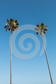 Two Washingtonia Robusta Palm Trees