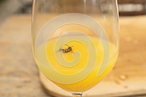 Two wasps drowning in a glass of orange juice