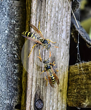 Two wasps on a plank. Wasps polist