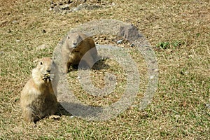 Two Watchful Black-tailed Prairie Dogs (Cynomys ludovicianus)