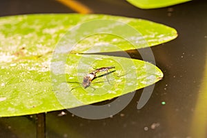 Two water beetles Gerridae, sit on a water lily and eat the fly larva