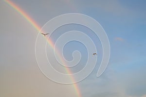 Two water birds flying in the sky with rainbows at background during evening time