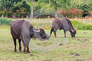 Two water buffaloes grazing in dutch meadow